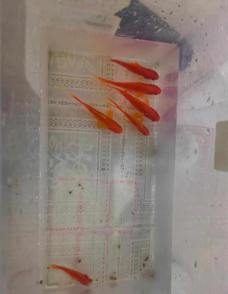 养好小金鱼的小秘诀