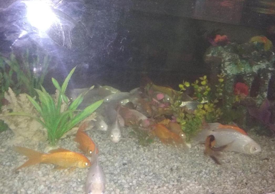 鱼缸水清澈腥味处理攻略