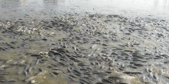 养鱼池水质浑浊成因及治理方法