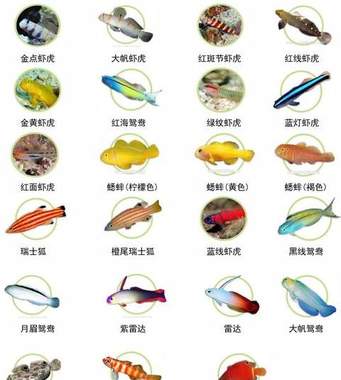 1.2米鱼缸适宜饲养鱼数量及设备搭配