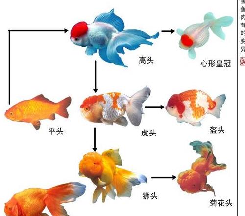 家里养金鱼，这几条最旺财！