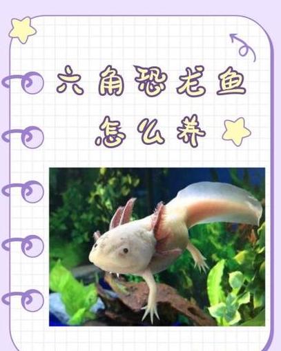 六角恐龙水族箱换水频率及养护技巧