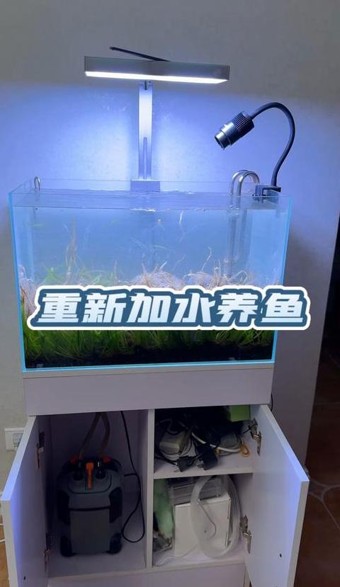 鱼缸水草养护：换水时如何清理粪便及重要性
