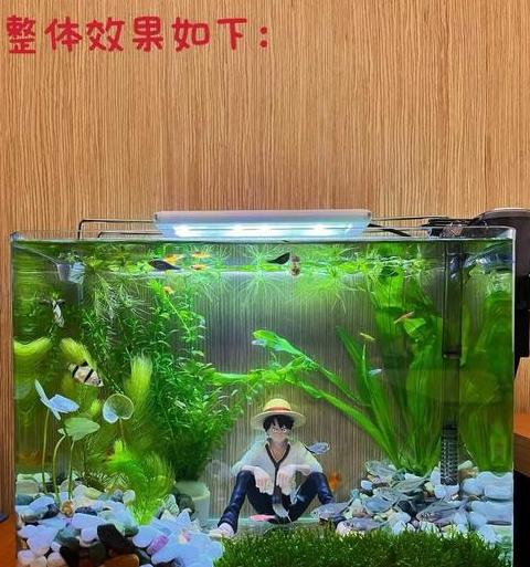 底滤鱼缸造景全攻略及注意事项