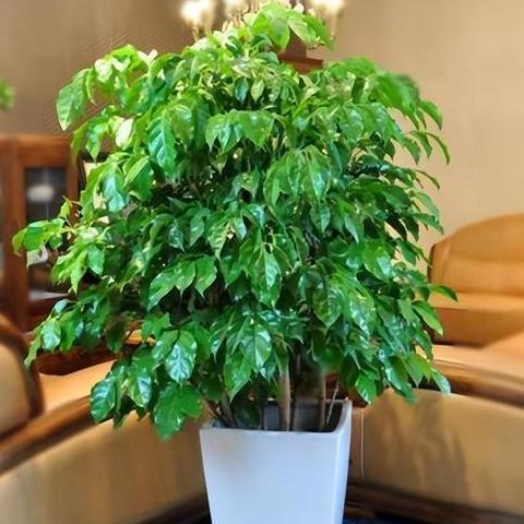 大门风水植物选择指南