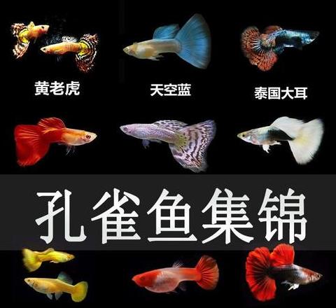 热带鱼胎生种类揭秘：不产卵只生小鱼盘点