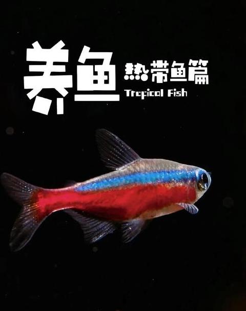 热带鱼适宜水温解析及调温方法