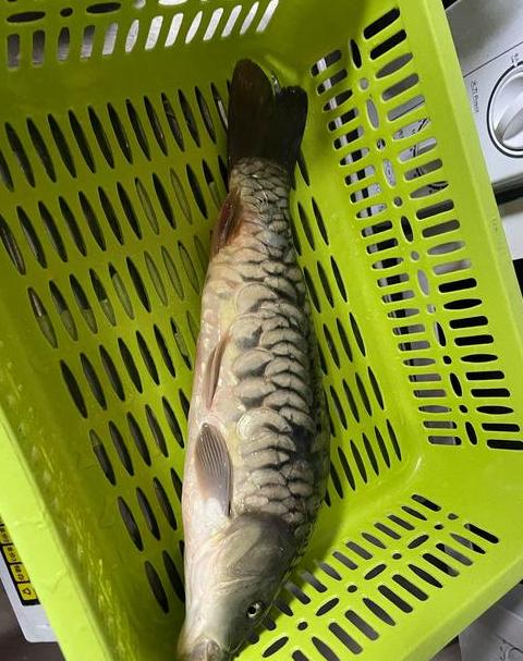 柴油味鱼危害揭秘：健康风险与应对指南