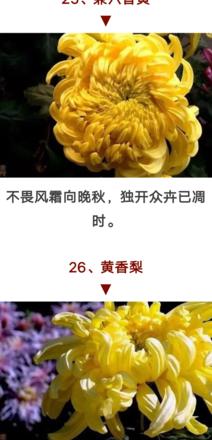 梅兰竹菊诗意赏鉴