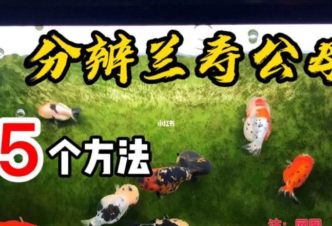 兰寿金鱼公母辨别及混养指南