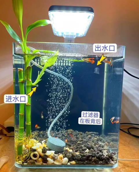 孔雀鱼养殖过滤选择：小水箱顶滤或大型箱侧底瀑布过滤攻略