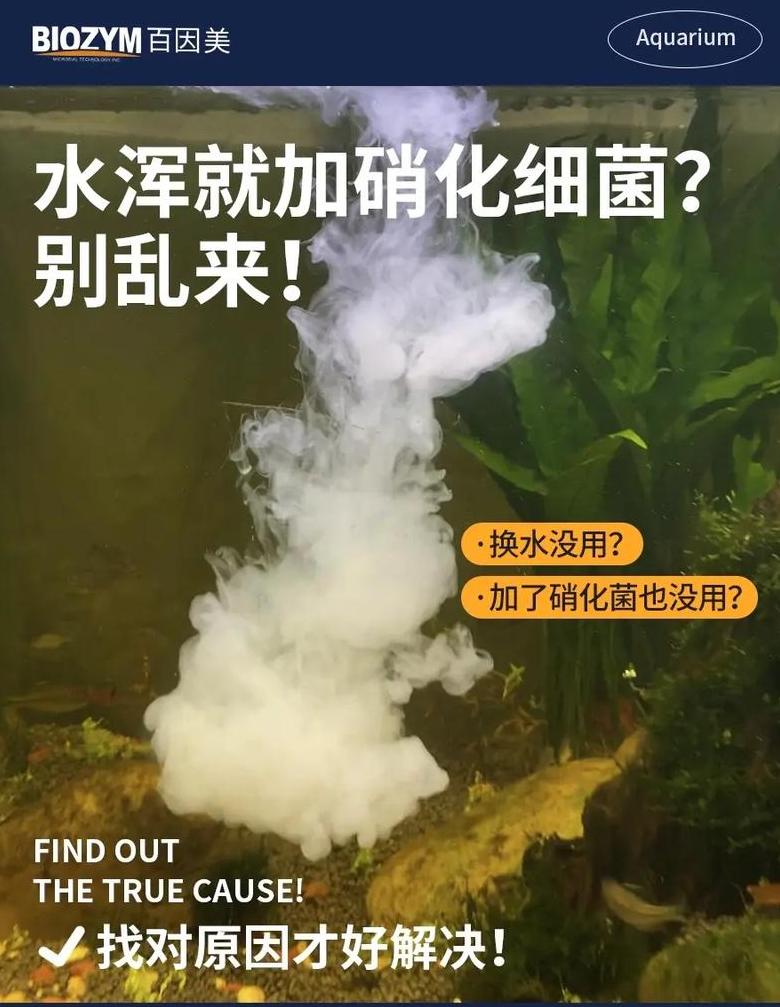 快速培养鱼缸硝化细菌的秘诀