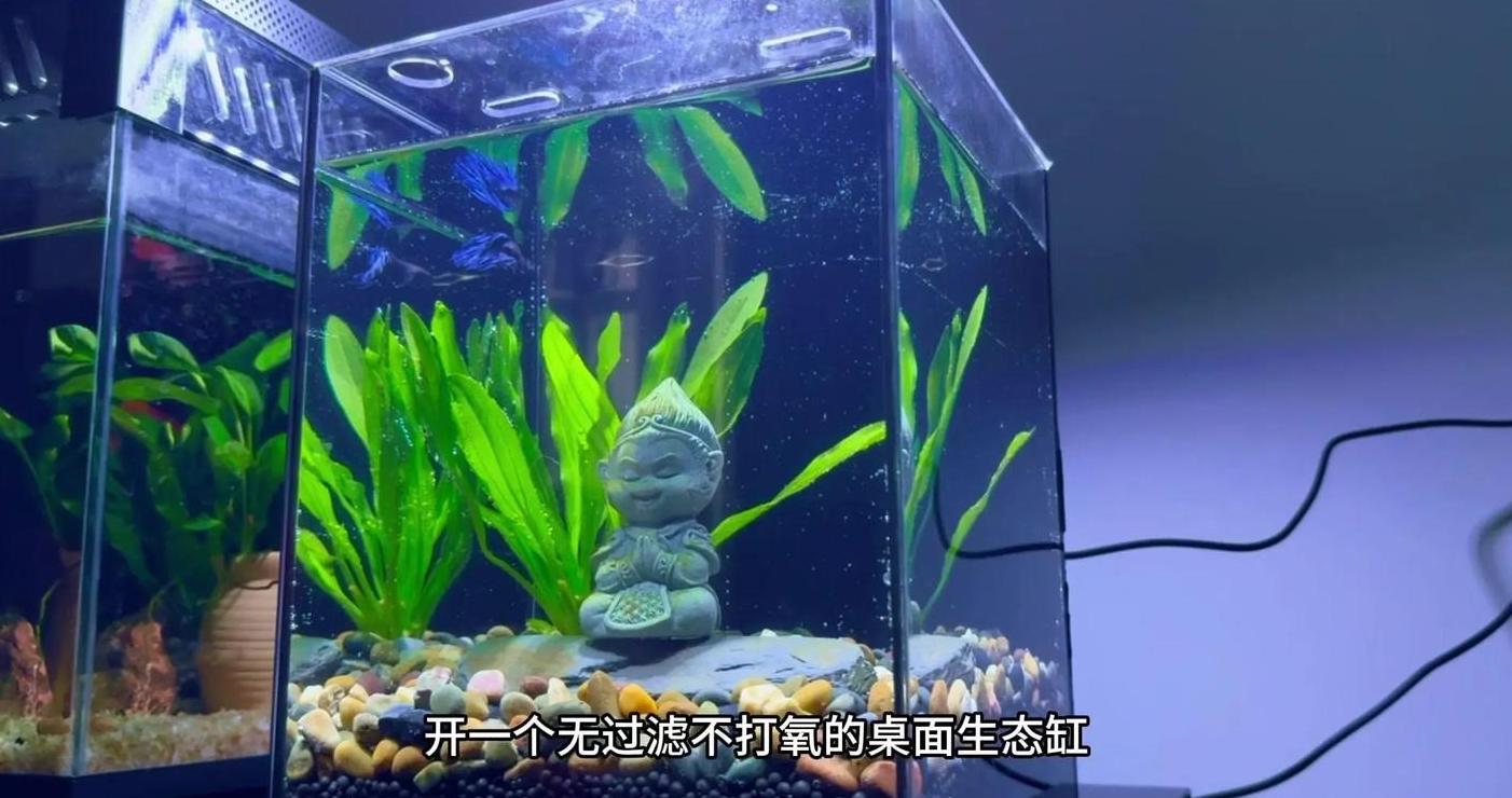 鱼缸上滤不出气泡？原因及解决方法大揭秘