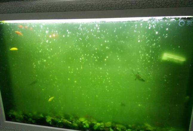 鱼缸水变白原因及快速解决方法