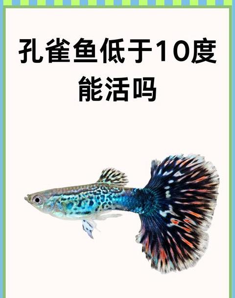 热带鱼养护：无需加热棒，温度管理是关键