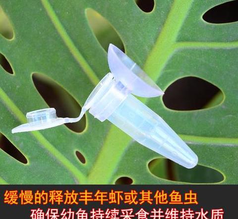 小型观赏鱼喂食指南：科学喂养方法与频率
