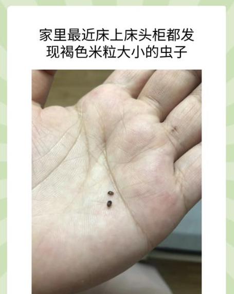 家居常见褐色飞虫揭秘及防治攻略