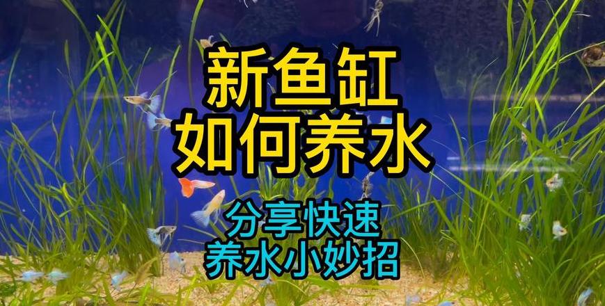 新鱼缸养水指南：开缸养水步骤及时间建议