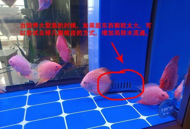 鱼缸底部粪便清理攻略：生态过滤与清洁工具大揭秘