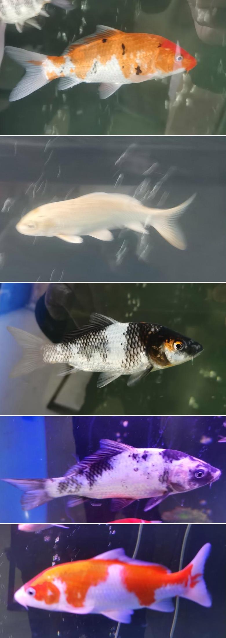 1.2米鱼缸养鱼指南：合理密度与水质管理