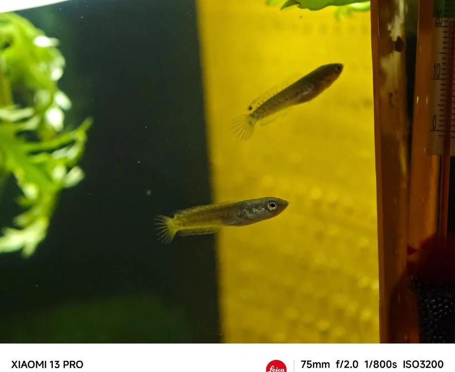 闯缸鱼最佳放入时机及新手开缸技巧