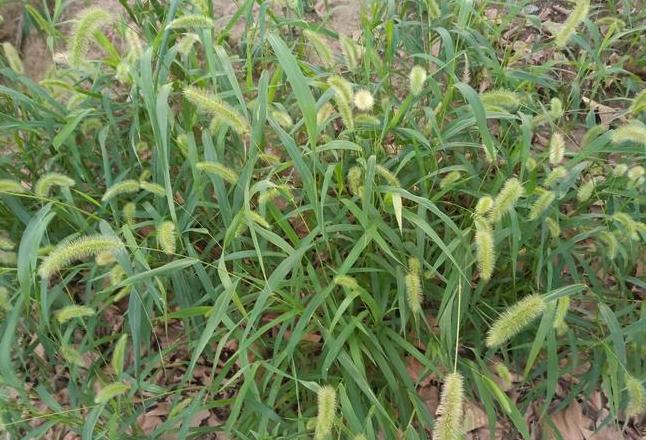 绿茵茵：深入解析其丰富含义与同义词