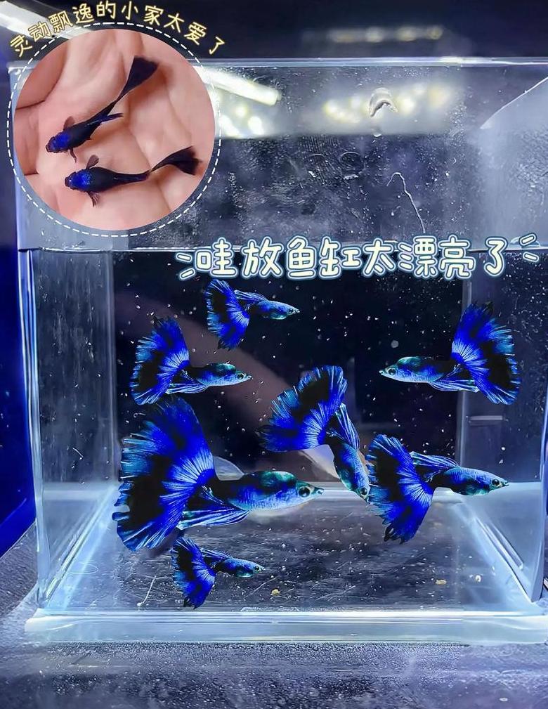 热带鱼vs冷水鱼：养护攻略大对比