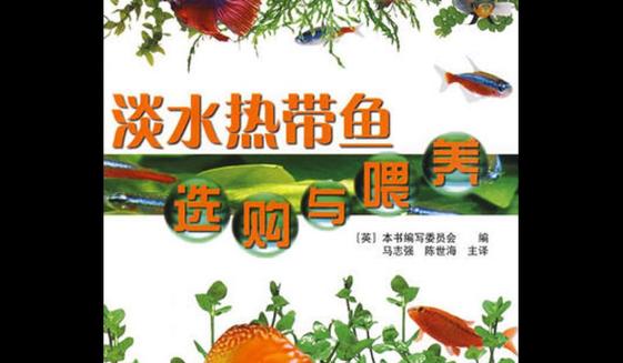 热带鱼科学喂食指南：每日喂食次数与技巧