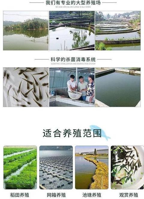 1.2米鱼缸养锦鲤水花鱼苗指南及养殖密度解析
