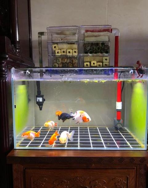 金鱼缸尺寸选择指南：适合金鱼健康成长的大小