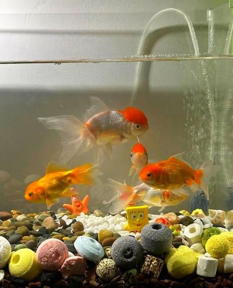 热带鱼开缸养水全攻略
