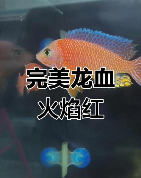 孔雀鱼在鱼缸底不动的原因及解决方法
