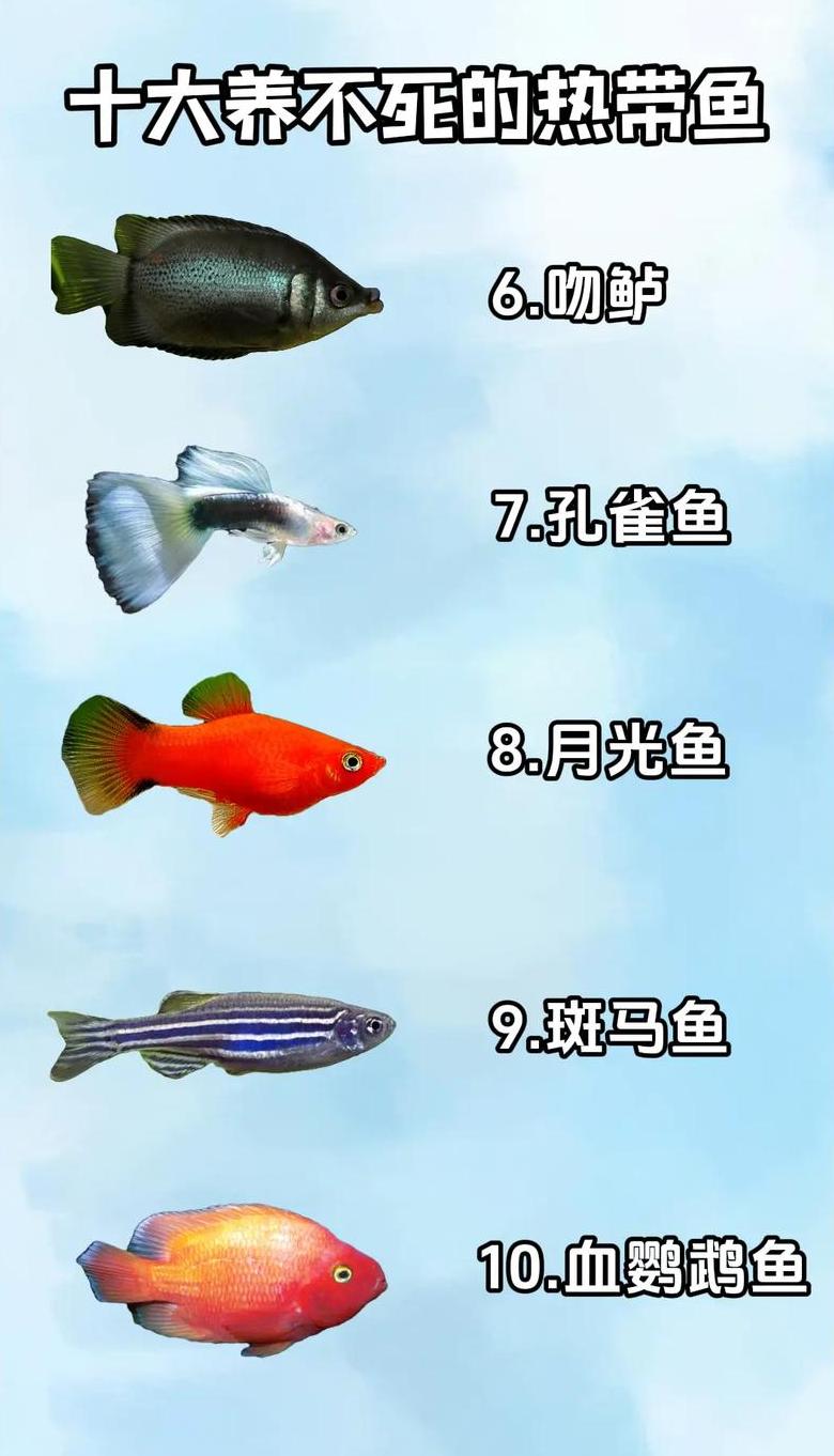 养花养鱼难存活？揭秘风水与植物选择之道