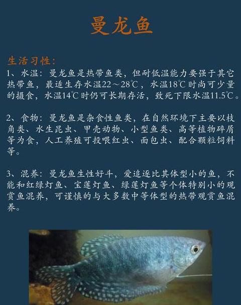 曼龙鱼混养指南：搭配与注意事项