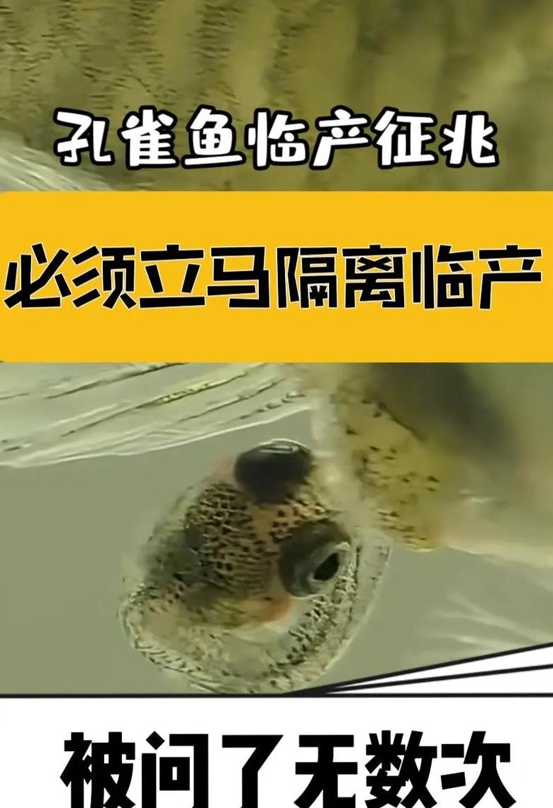 孔雀鱼繁殖指南：产仔时间与产后护理要点