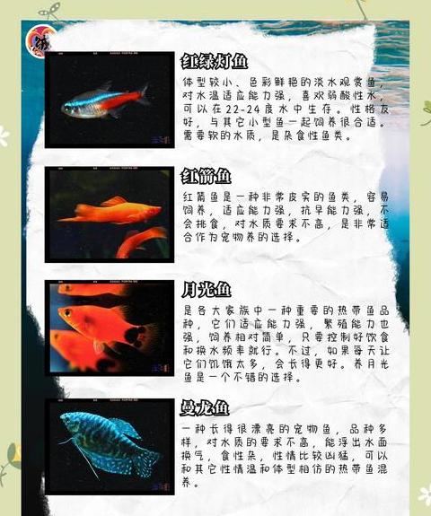 新手养鱼指南：易养好养的宠物鱼推荐