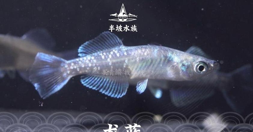十大新手首选冷水鱼养护指南