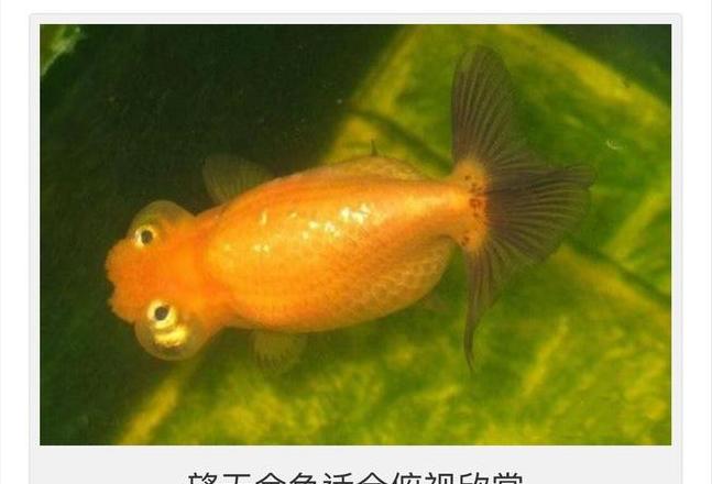 金鱼每日喂食指南：适量鱼食与健康养护