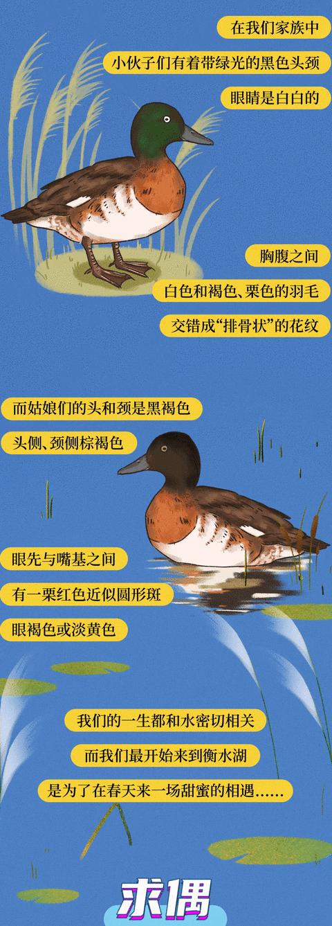 澎湃的发音及含义解析