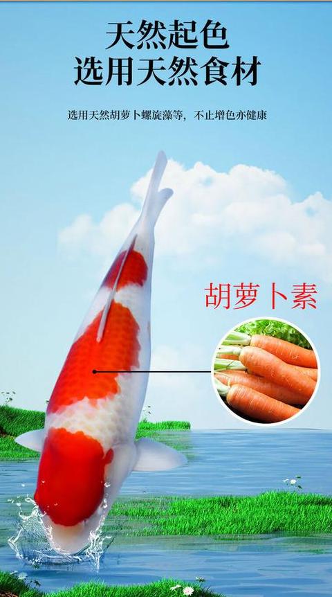 金鱼不吃食？8招解决水质问题助其开口进食