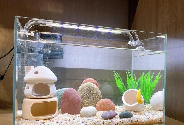 鱼缸空气化：水质清澈的秘诀解析