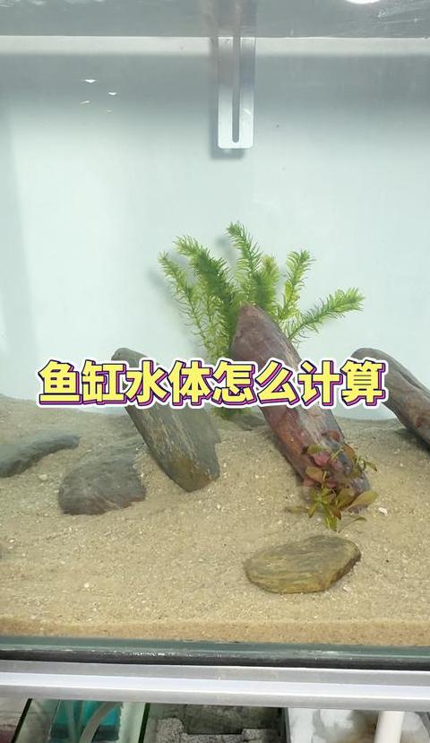 夏季鱼缸降温攻略：掌握温差与降温技巧