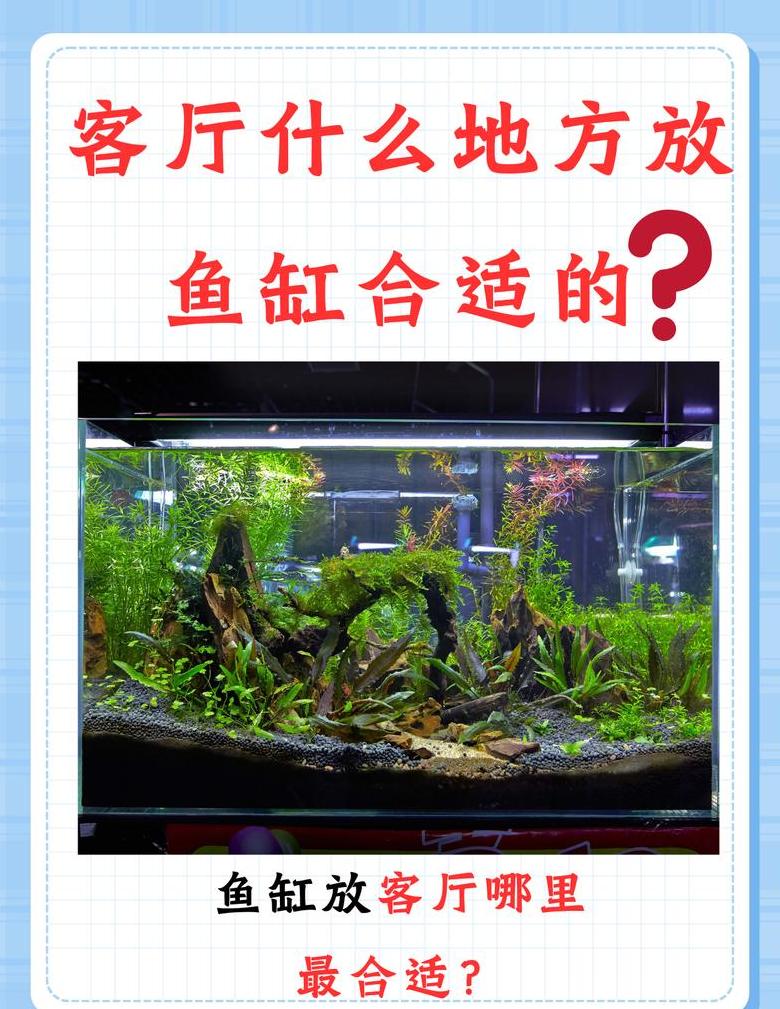 家中养鱼最佳数量指南