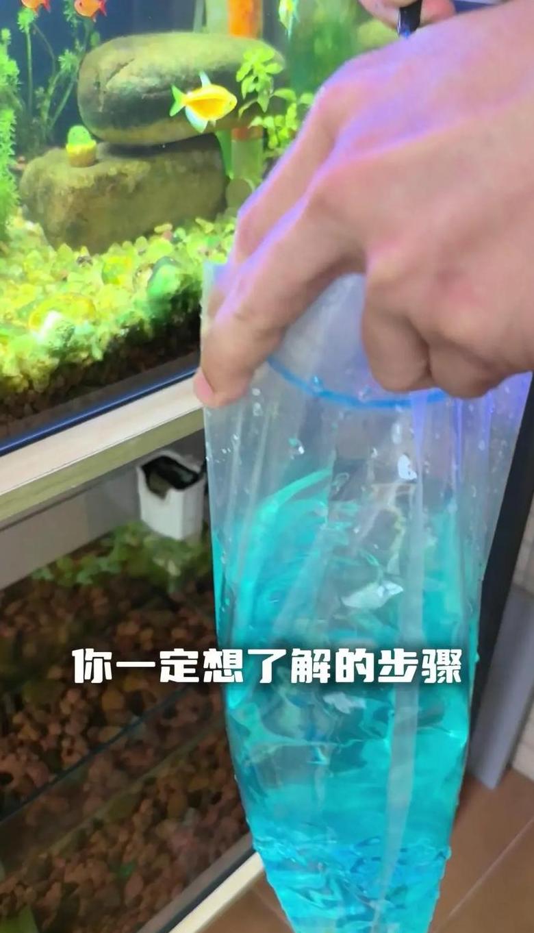 热带鱼新入缸须知：消毒、适应与养护指南