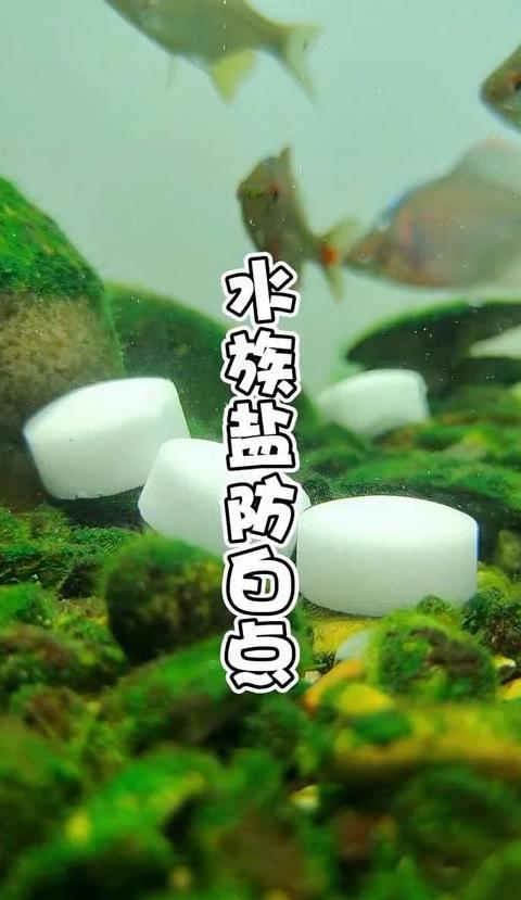 鱼池水变绿？教你常见处理方法及预防技巧