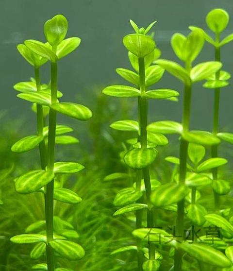 小对叶水草种植技巧与步骤