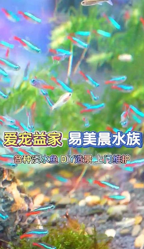 热带鱼水温控制指南：适宜温度揭秘