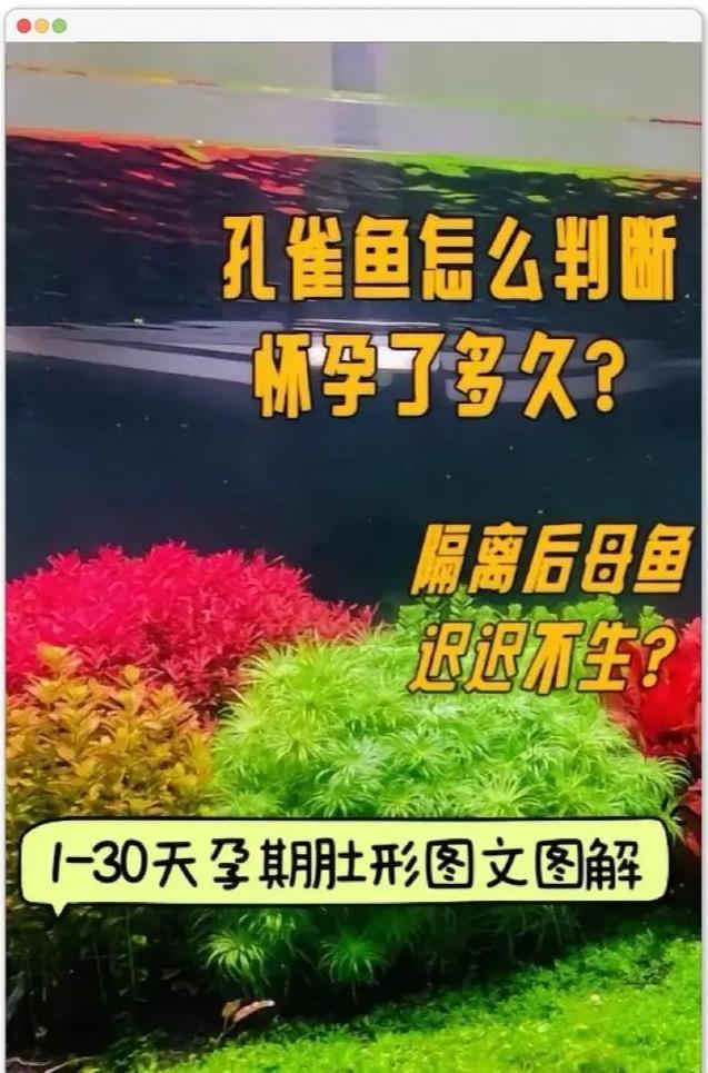 揭秘鱼类繁殖奇观：为何有的鱼直接生小鱼？