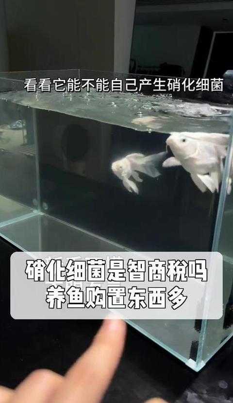 鱼缸硝化细菌崩溃恢复全攻略
