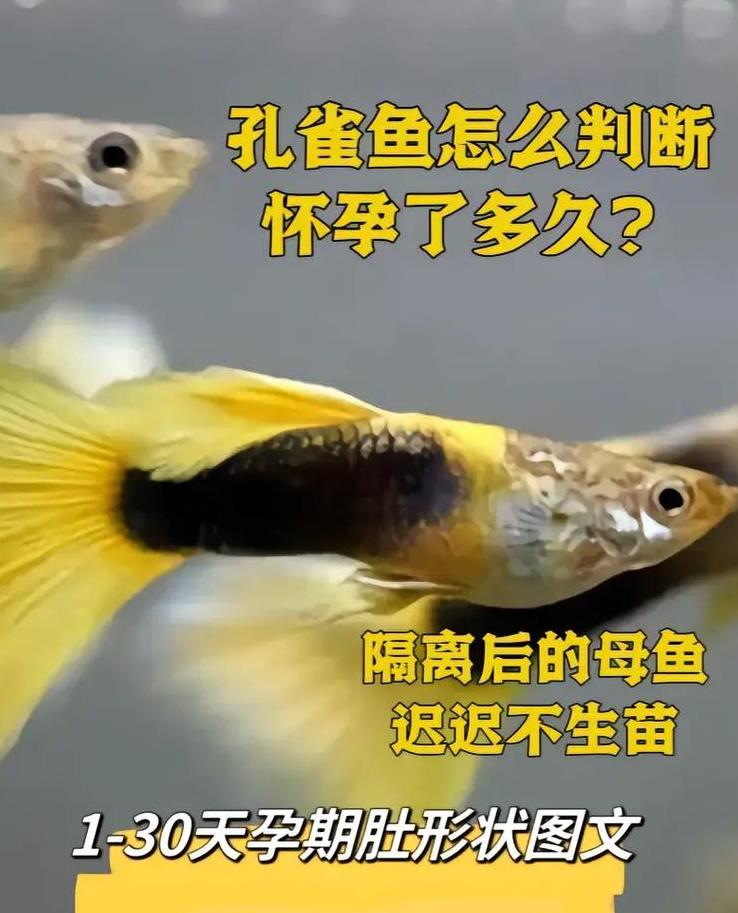 孔雀鱼蓝白大C繁殖技巧与鉴别方法